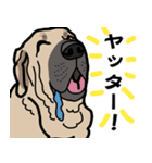 大きな犬 大型犬 スパニッシュマスティフ（個別スタンプ：2）
