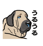 大きな犬 大型犬 スパニッシュマスティフ（個別スタンプ：5）