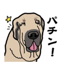 大きな犬 大型犬 スパニッシュマスティフ（個別スタンプ：6）