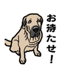大きな犬 大型犬 スパニッシュマスティフ（個別スタンプ：7）