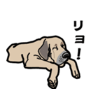 大きな犬 大型犬 スパニッシュマスティフ（個別スタンプ：8）
