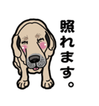 大きな犬 大型犬 スパニッシュマスティフ（個別スタンプ：12）