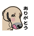 大きな犬 大型犬 スパニッシュマスティフ（個別スタンプ：14）