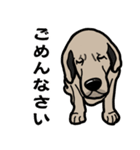 大きな犬 大型犬 スパニッシュマスティフ（個別スタンプ：16）