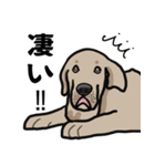 大きな犬 大型犬 スパニッシュマスティフ（個別スタンプ：18）