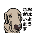 大きな犬 大型犬 スパニッシュマスティフ（個別スタンプ：24）