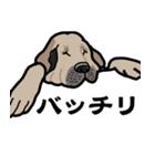 大きな犬 大型犬 スパニッシュマスティフ（個別スタンプ：27）