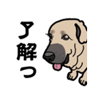 大きな犬 大型犬 スパニッシュマスティフ（個別スタンプ：32）