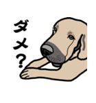 大きな犬 大型犬 スパニッシュマスティフ（個別スタンプ：38）