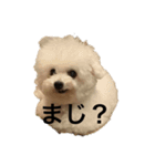 アニマルスタンプぅ（個別スタンプ：3）