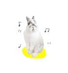 うさぎ＊ネザーランドドワーフ（個別スタンプ：2）