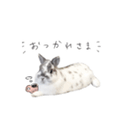 うさぎ＊ネザーランドドワーフ（個別スタンプ：3）