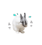 うさぎ＊ネザーランドドワーフ（個別スタンプ：4）