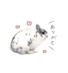 うさぎ＊ネザーランドドワーフ（個別スタンプ：5）