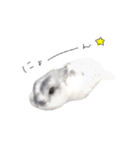 うさぎ＊ネザーランドドワーフ（個別スタンプ：7）