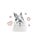 うさぎ＊ネザーランドドワーフ（個別スタンプ：9）