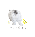 うさぎ＊ネザーランドドワーフ（個別スタンプ：13）