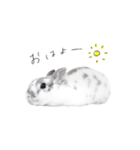 うさぎ＊ネザーランドドワーフ（個別スタンプ：16）