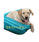 ラブラドールレトリバー 犬 dog（個別スタンプ：1）