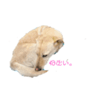 ラブラドールレトリバー 犬 dog（個別スタンプ：2）