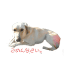 ラブラドールレトリバー 犬 dog（個別スタンプ：3）
