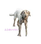 ラブラドールレトリバー 犬 dog（個別スタンプ：5）