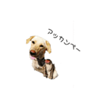 ラブラドールレトリバー 犬 dog（個別スタンプ：6）