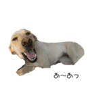 ラブラドールレトリバー 犬 dog（個別スタンプ：7）