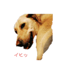ラブラドールレトリバー 犬 dog（個別スタンプ：8）