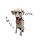 ラブラドールレトリバー 犬 dog（個別スタンプ：11）