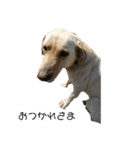 ラブラドールレトリバー 犬 dog（個別スタンプ：12）