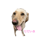 ラブラドールレトリバー 犬 dog（個別スタンプ：13）