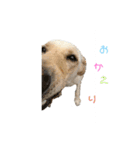 ラブラドールレトリバー 犬 dog（個別スタンプ：14）