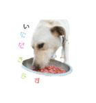 ラブラドールレトリバー 犬 dog（個別スタンプ：15）