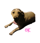 ラブラドールレトリバー 犬 dog（個別スタンプ：16）