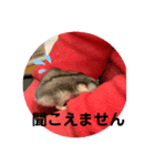 かわいいハムスタースタンプ(実写)（個別スタンプ：3）