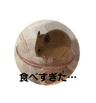かわいいハムスタースタンプ(実写)（個別スタンプ：5）