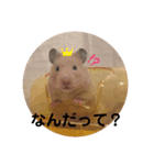 かわいいハムスタースタンプ(実写)（個別スタンプ：6）