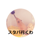 かわいいハムスタースタンプ(実写)（個別スタンプ：8）