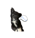 ムギ丸（個別スタンプ：1）