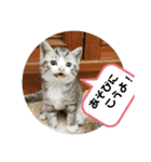 よさくのつぶやき（個別スタンプ：2）