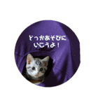 よさくのつぶやき（個別スタンプ：5）