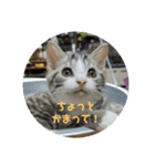 よさくのつぶやき（個別スタンプ：8）
