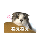 ゆるーい猫のスタンプ（個別スタンプ：2）