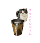 ゆるーい猫のスタンプ（個別スタンプ：3）