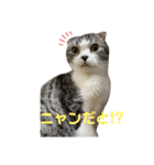 ゆるーい猫のスタンプ（個別スタンプ：4）