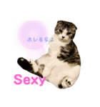 ゆるーい猫のスタンプ（個別スタンプ：6）