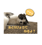ゆるーい猫のスタンプ（個別スタンプ：7）