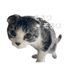 ゆるーい猫のスタンプ（個別スタンプ：8）