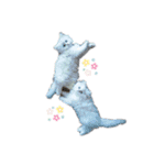 かわいいうちのねこ（個別スタンプ：1）